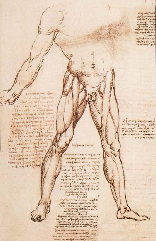LEONARDO da Vinci Muscle structure of the thigh Germany oil painting art